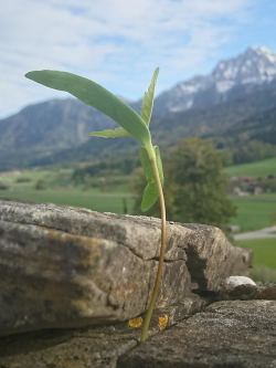 Kleines Pflänzchen auf einer Mauer vor Bergkulisse